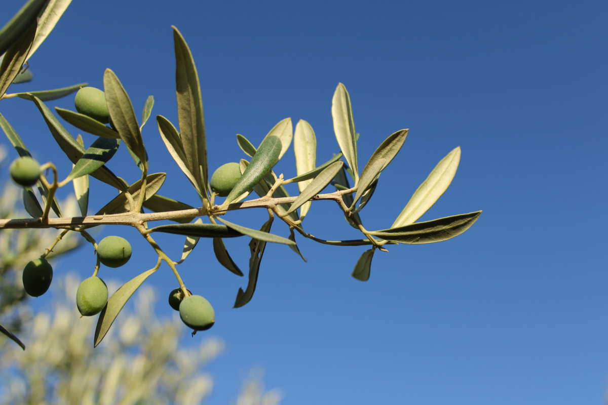 New Zealand Olive Leaf for Heart Health
