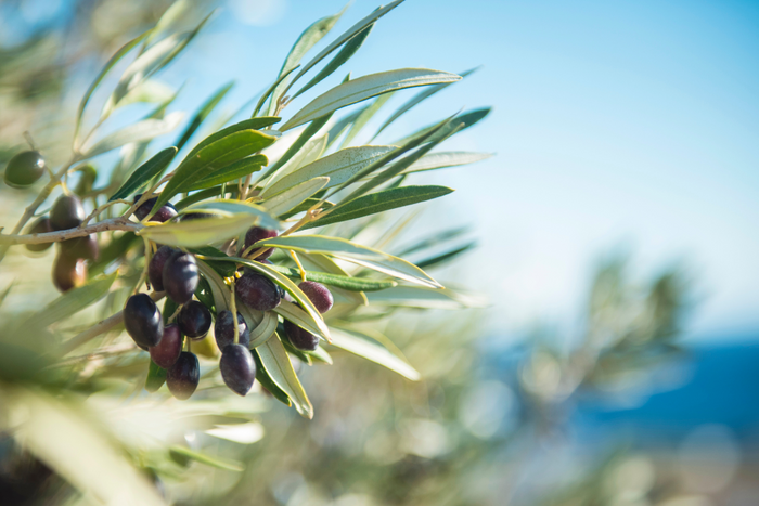 Why NZ Olive Leaf Is a Heart Health Powerhouse